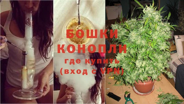 прущие грибы Няндома